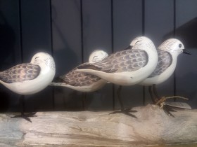 sanderling_group